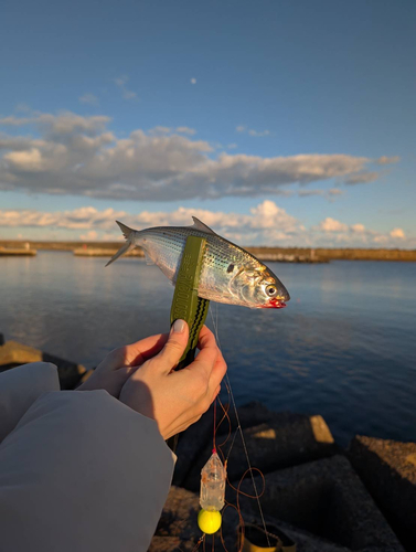 コノシロの釣果