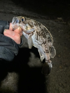 クロソイの釣果