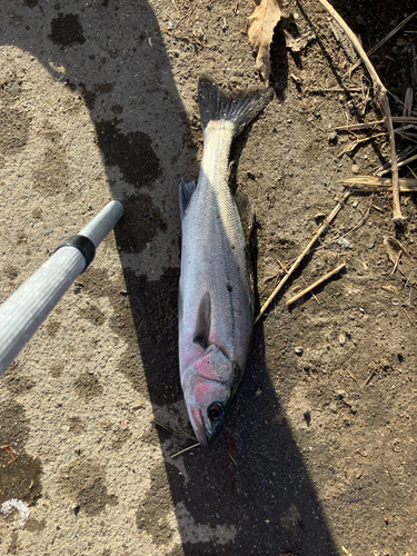 フッコ（ヒラスズキ）の釣果