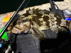 タケノコメバルの釣果