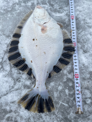 カワガレイの釣果