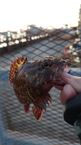 磯子海づり施設