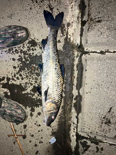 ニゴイの釣果