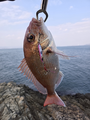 下蒲刈島