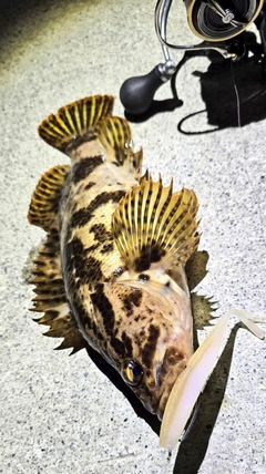 タケノコメバルの釣果