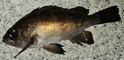 メバルの釣果