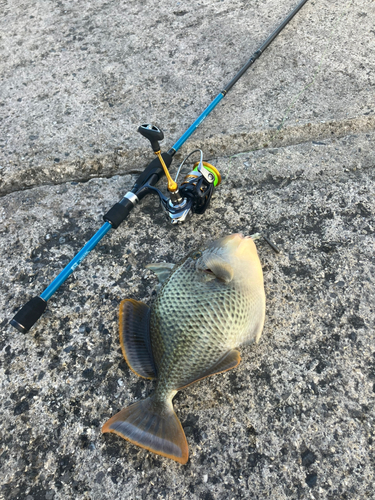 モンガラカワハギの釣果