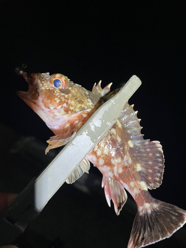 カサゴの釣果