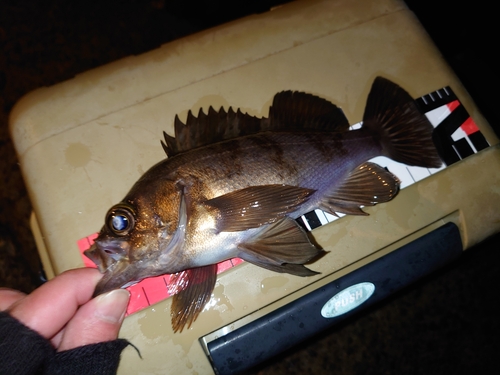 メバルの釣果