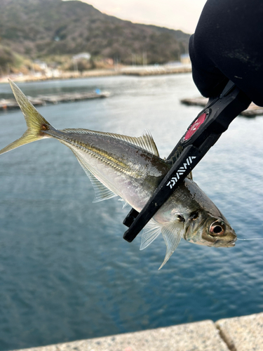 マアジの釣果