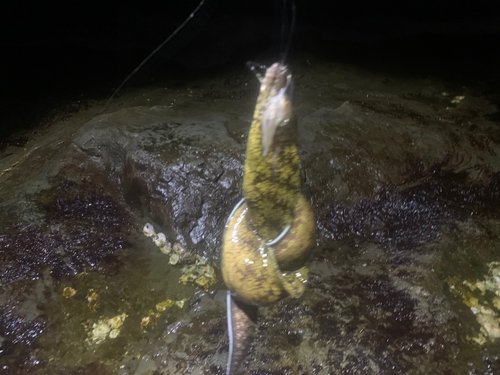 ウツボの釣果