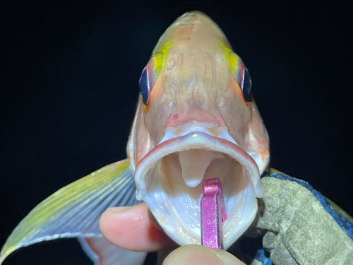 オキフエダイの釣果