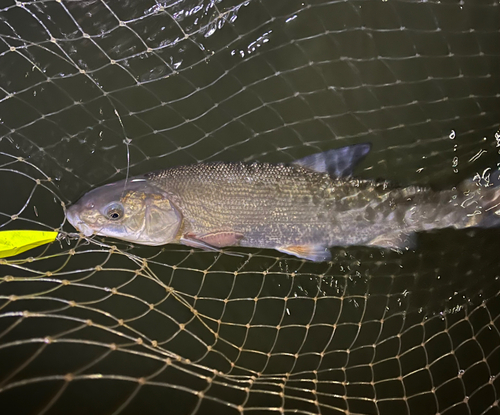 ウグイの釣果