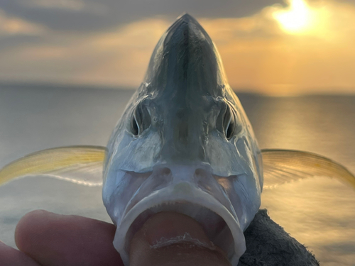 カスミアジの釣果