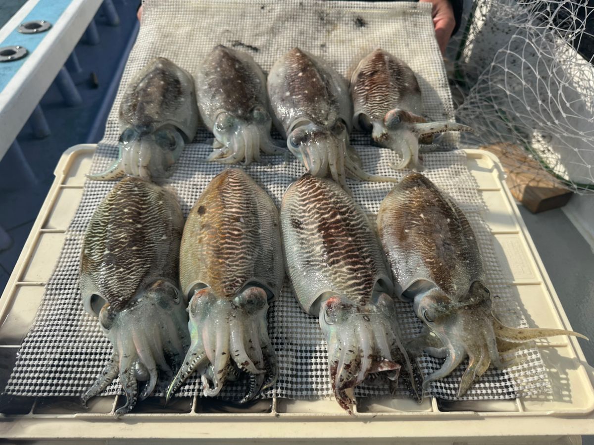 アングラー3736519さんの釣果 2枚目の画像