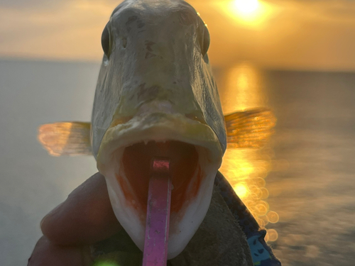 ムネアカクチビの釣果