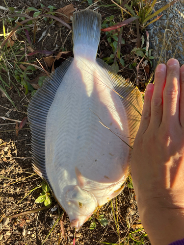 カレイの釣果