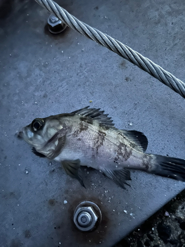 メバルの釣果