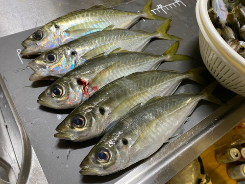 アジの釣果