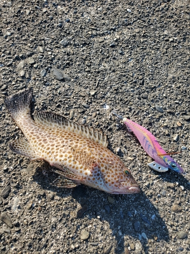 オオモンハタの釣果