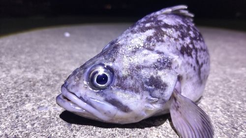 クロソイの釣果