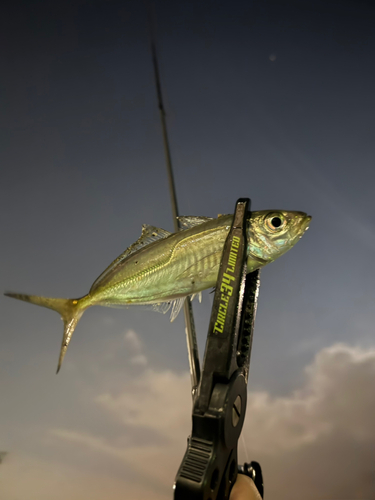 マアジの釣果