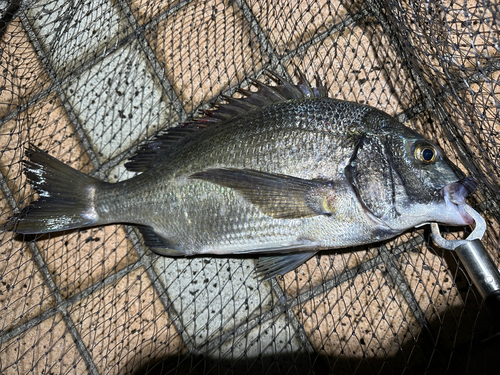 クロダイの釣果