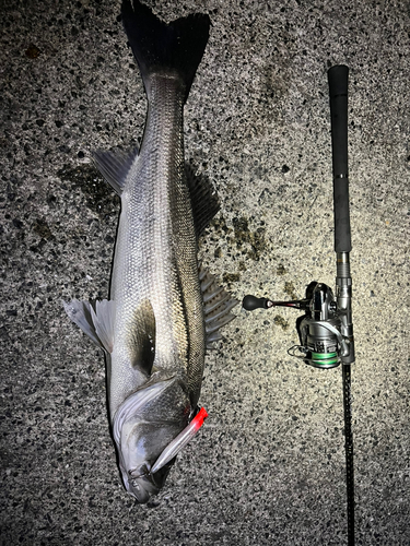 スズキの釣果