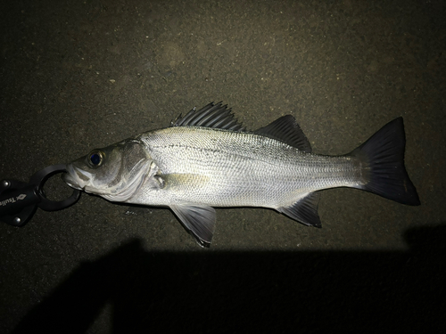 セイゴ（マルスズキ）の釣果