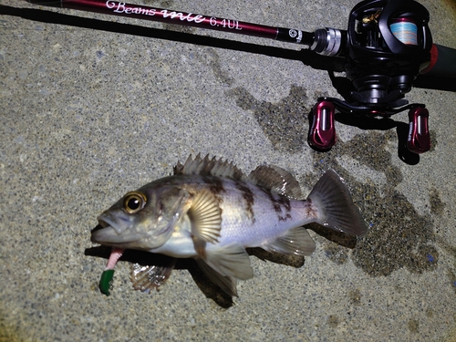 メバルの釣果