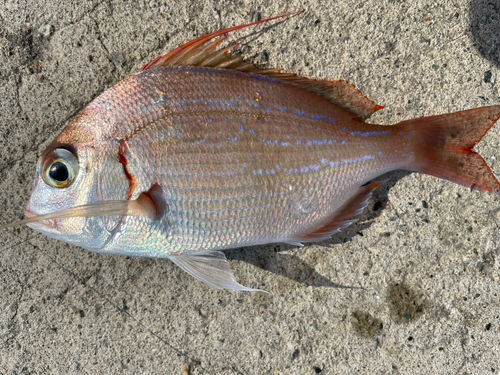 マダイの釣果