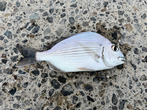 ヘダイの釣果