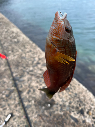 メジナの釣果