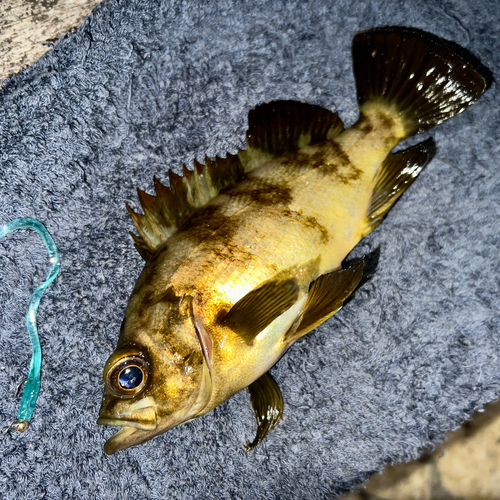 アカメバルの釣果