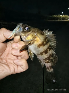 メバルの釣果