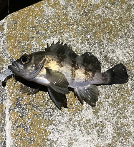 メバルの釣果