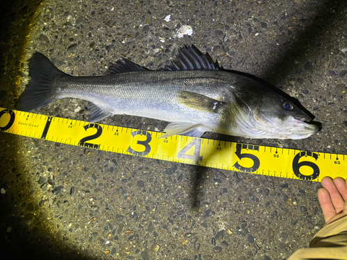 シーバスの釣果