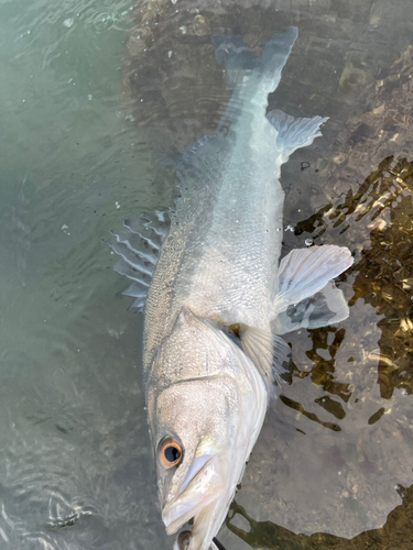 シーバスの釣果