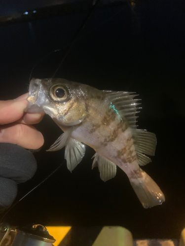 シロメバルの釣果