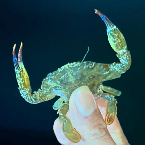 ガザミの釣果