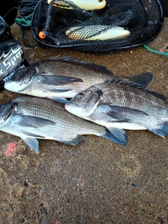 チヌの釣果