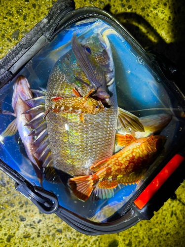 メバルの釣果