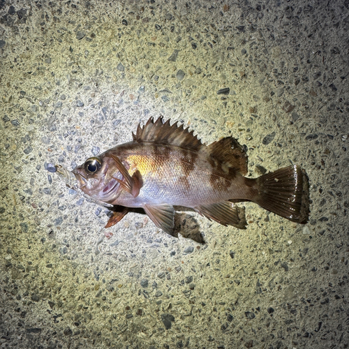 シロメバルの釣果