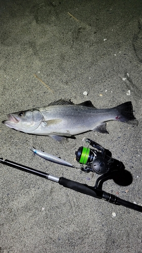 セイゴ（ヒラスズキ）の釣果