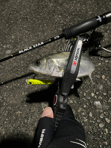 セイゴ（マルスズキ）の釣果