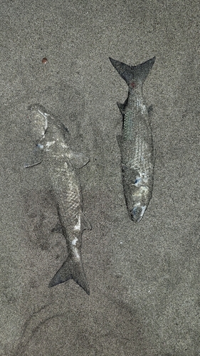 ボラの釣果