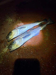 スケトウダラの釣果