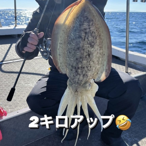 モンゴウイカの釣果