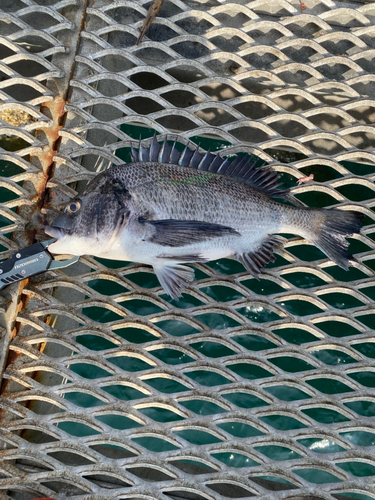 チヌの釣果