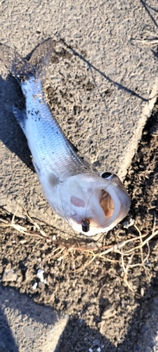 ニゴイの釣果